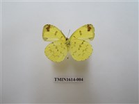 藏品(淡色黃蝶)的圖片